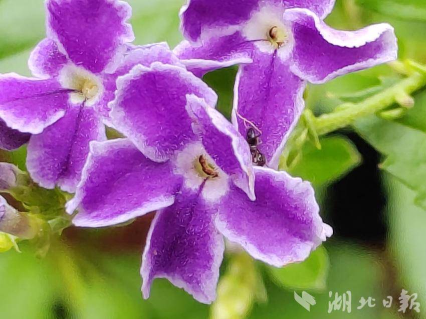威澳门尼斯人0525